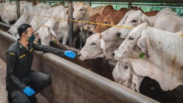 Kuota Impor Sapi Hidup Dihapus: Ekonomi RI Makin Menguntungkan?