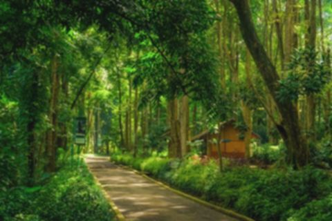 Cianjur Gratisan! 4 Wisata Keluarga Hemat Budget, Liburan Jadi